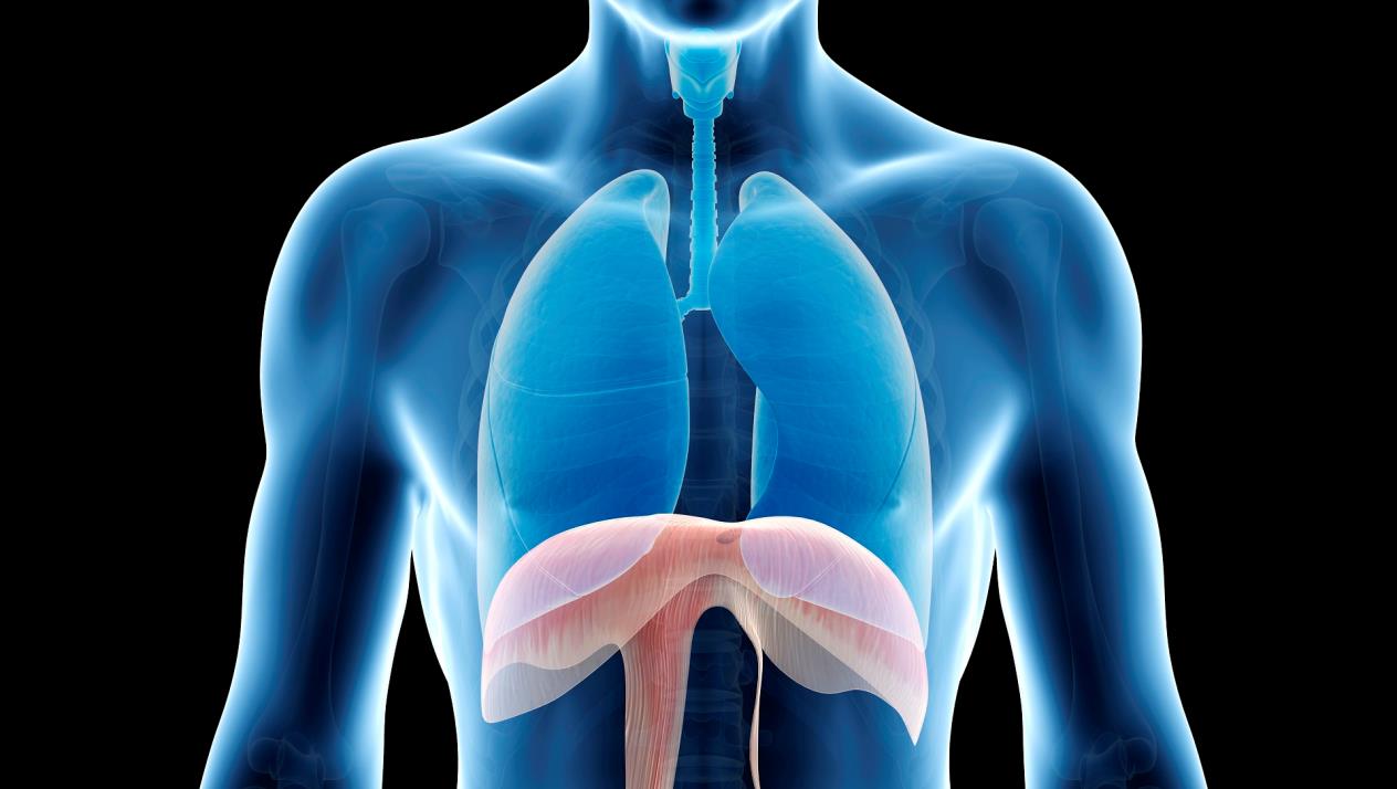 يحدث التغير في حجم تجويف الصدر في أثناء التنفس، بسبب :ـ